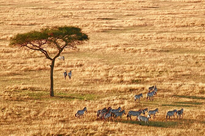 8-Day Essence of Tanzania Safari - Luxury - Tarangire National Park: elephants, birds, and that less-traveled feel
