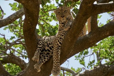 8-Day Essence of Tanzania Safari - Luxury - Where Moshi fits in: Kilimanjaro airport to Arusha to safari