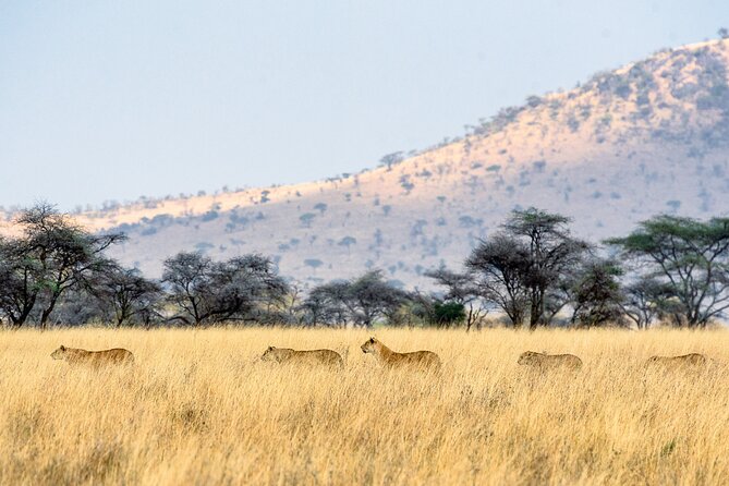 8-Day Essence of Tanzania Safari - Luxury - Lake Manyara: birds first, then tree-climbing lions and tusked elephants