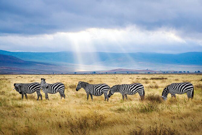 8-Day Essence of Tanzania Safari - Luxury - Serengeti to Ngorongoro: more than a drive, a change in scenery