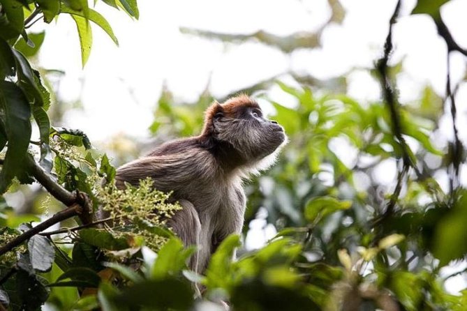 8-Day Murchison Falls, Chimp and Epic Gorilla Trekking Safari - Key things that make this safari work