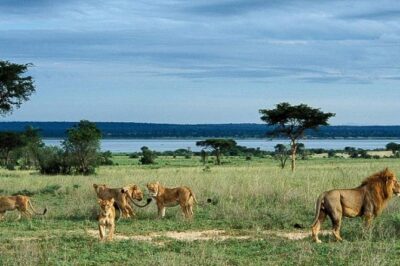 8-Day Murchison Falls, Chimp and Epic Gorilla Trekking Safari - Exiting Murchison and getting your next primate day started