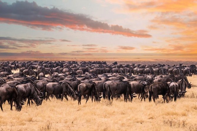 8 Day Spectacular Migration Serengeti mid -Range Tanzania Safari - Northern Circuit in 8 Days: How the Route Works