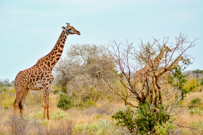 8 Day Spectacular Migration Serengeti mid -Range Tanzania Safari - Day 3 Serengeti Entry via Ngorongoro Conservation Area: Open Grass, Big Chances