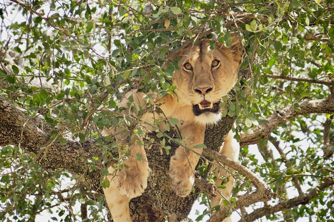 8 Day Spectacular Migration Serengeti mid -Range Tanzania Safari - Day 6 Central Serengeti Return: Another Set of Eyes on the Herds