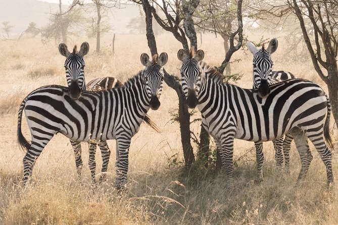 8 Day Spectacular Migration Serengeti mid -Range Tanzania Safari - Day 7 Ngorongoro Crater Descent: The Caldera World Inside