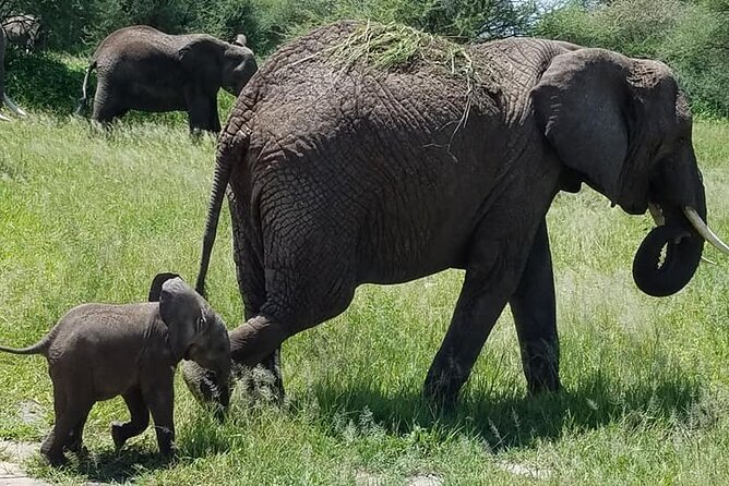 8 Days Great Wildebeest Calving Migration Safari from Arusha - Calving Season Timing: Wildebeest Births + Predator Action
