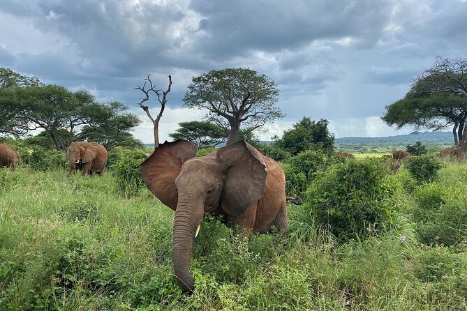 8 Days Great Wildebeest Calving Migration Safari from Arusha - Central Serengeti National Park: Following Migration Trails