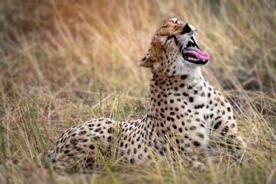 9-Day Serengeti Migration Footsteps Tanzania Safari - Day 1 in Arusha: A Clean Start and Real Breathing Room