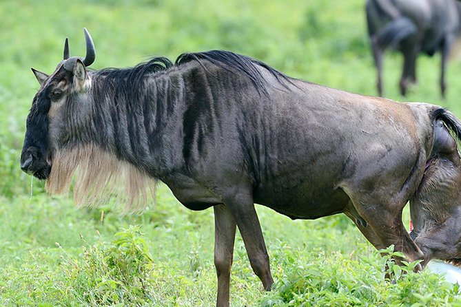 9-Day Serengeti Migration Footsteps Tanzania Safari - Northern Serengeti Game Drives: Less Crowds, More “Keep Watching”