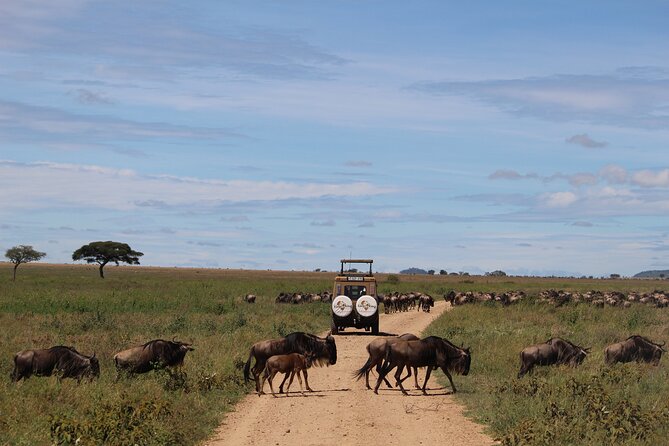 9-Day Serengeti Migration Footsteps Tanzania Safari - Mara River Days in Practice: What a Crossing Attempt Feels Like