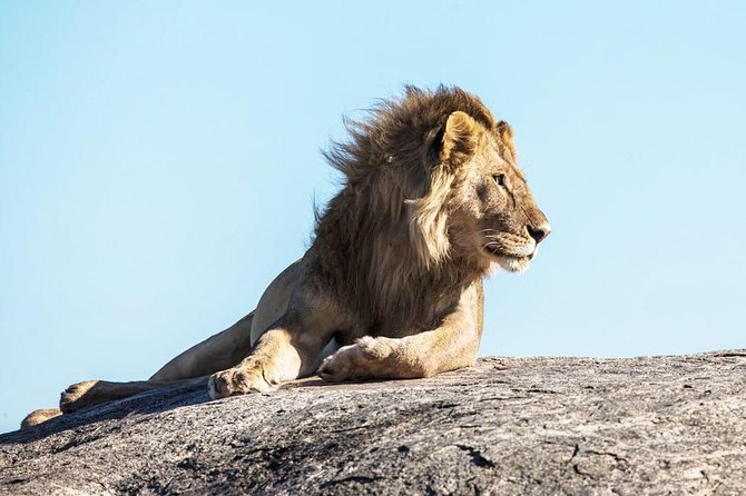 9-Day Serengeti Migration Footsteps Tanzania Safari - Serengeti to Ngorongoro: Timing Your Way Into the Crater Rim Night