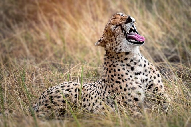 9-Day Serengeti Migration Footsteps Tanzania Safari - Day 1 in Arusha: A Clean Start and Real Breathing Room