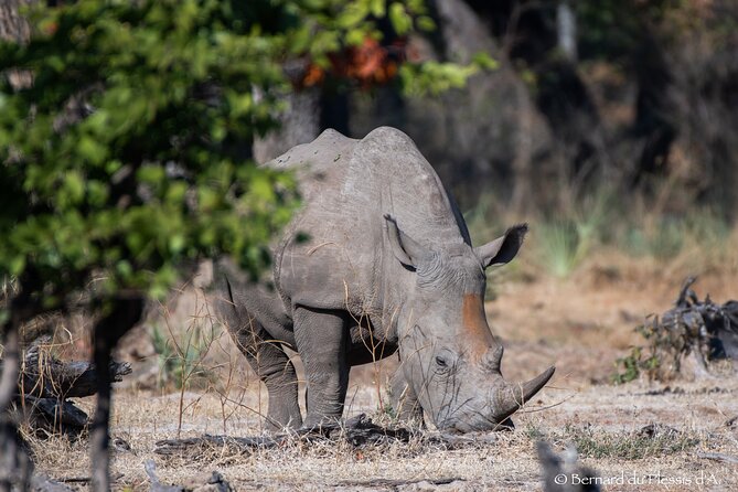A Game Drive Plus White Rhino Short Walk - Small group, real guide help, and a common timing reality