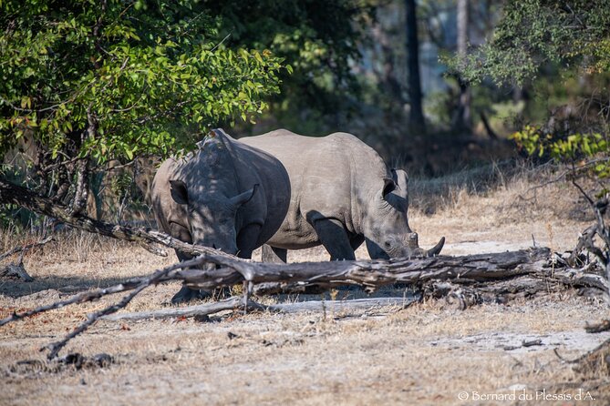 A Game Drive Plus White Rhino Short Walk - Who should book this white rhino plus game drive?