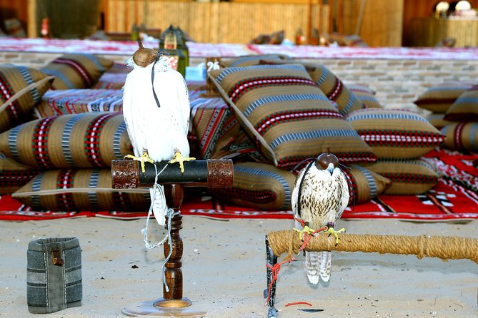 Abu Dhabi Afternoon Desert Safari and BBQ Dinner - How the Afternoon Timing Shapes the Whole Experience