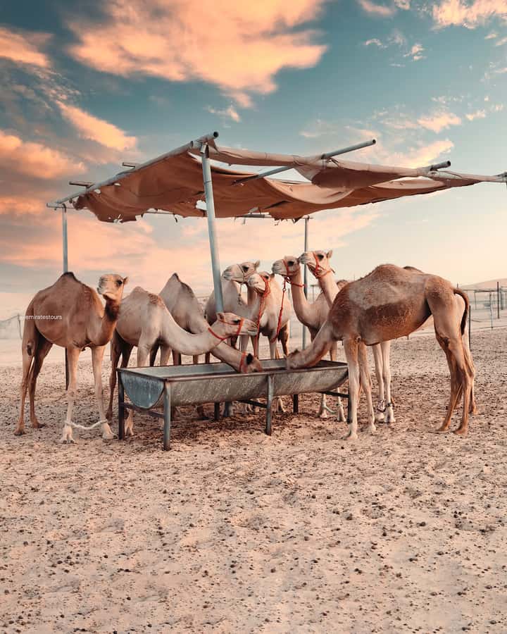 Abu Dhabi: Desert Safari with BBQ, Belly & Tannura Dance - Sandboarding at the camp: fun, not complicated