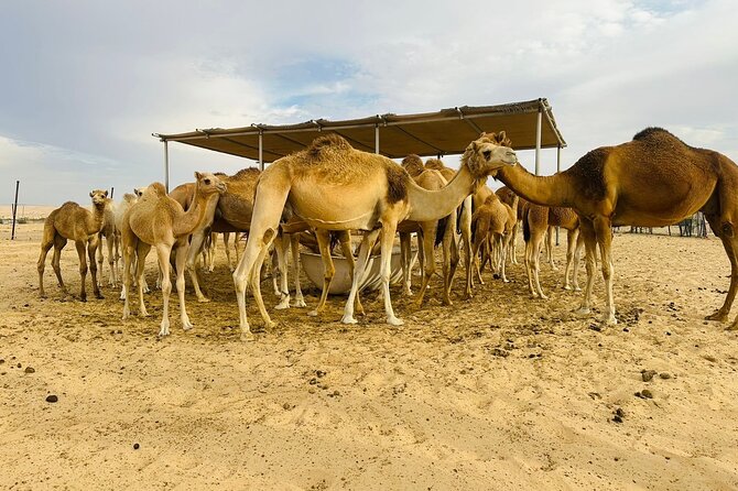 Abu Dhabi Desert Safari With BBQ Dinner & Live Shows - Belly dance and fire show: plan your photos, not your patience