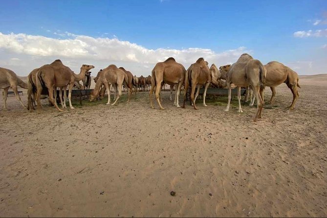 Abu Dhabi Desert safari with BBQ Dinner,Sandboarding & Camel ride - Price and Value: Is $90.33 a Good Deal?