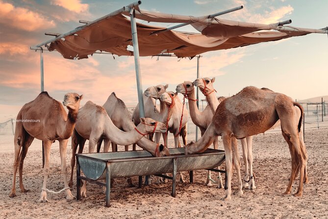 Abu Dhabi Evening Desert Safari BBQ, Camel Ride, Entertainments - Camel farm stop and short camel riding
