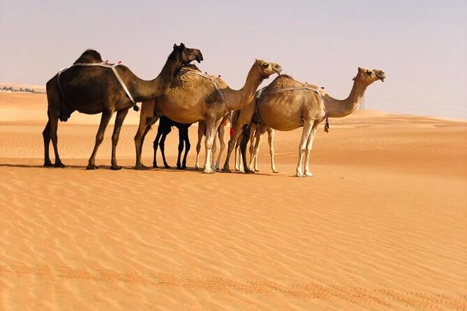 Abu Dhabi: Evening Desert Safari with Camel Ride, BBQ & Live Show - Quad bike add-on: fun, but it costs extra