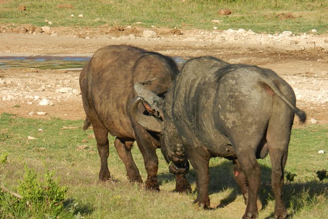 Addo Elephant 5 hour Morning Safari. - What you’re realistically aiming to see