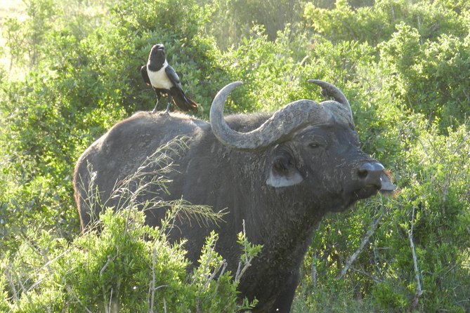 Addo Elephant 5 hour Morning Safari. - Transfers from Port Elizabeth: easier than self-driving