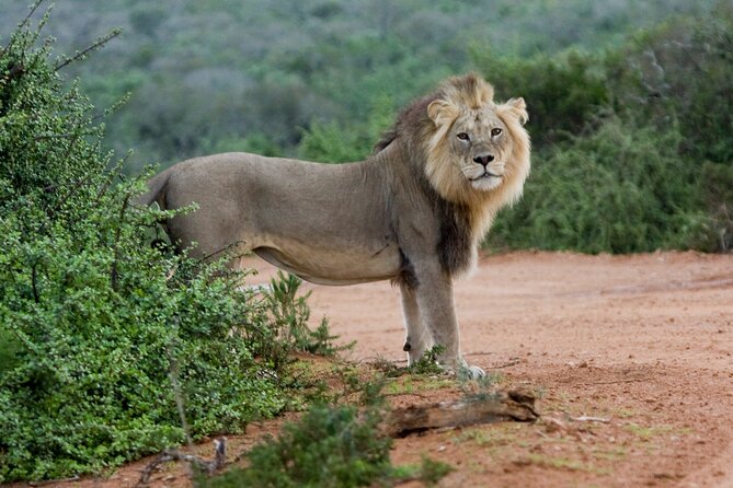 Addo Elephant 5 hour Morning Safari. - Price and value: is $123.65 worth it?