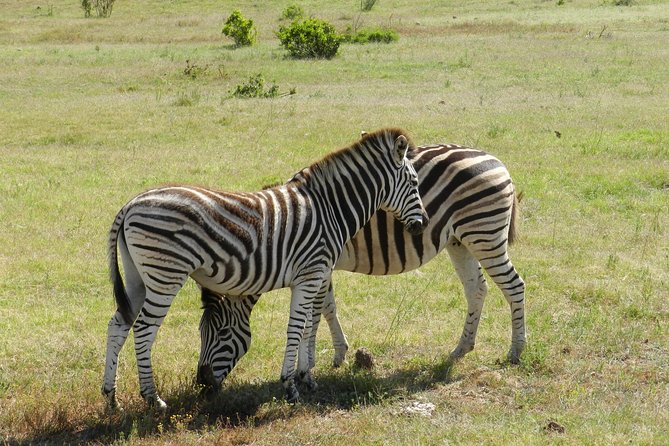 Addo Elephant 5 hour Morning Safari. - Who this Addo morning safari suits best