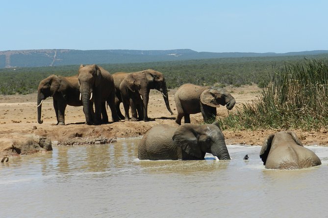 Addo Elephant 5 hour Morning Safari. - Your guide and the value of small-group attention