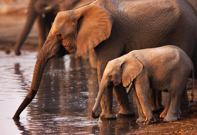 Addo Elephant Full Day Safari with a Traditional South African Braai (BBQ) Lunch - Key points