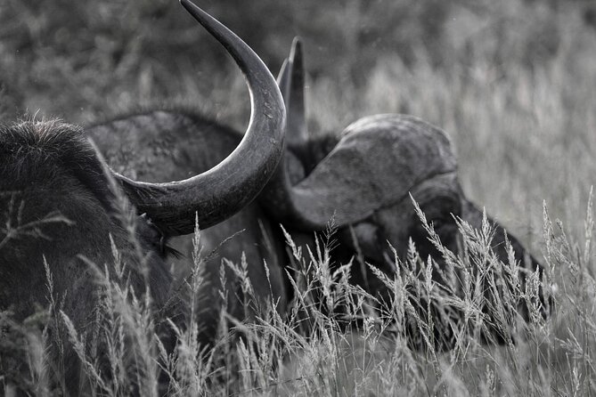 Addo Elephant Full Day Safari with a Traditional South African Braai (BBQ) Lunch - The Braai Lunch at Park Time: More Than Food, It’s Part of the Experience