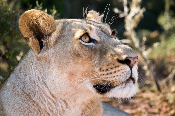 Addo Elephant Full Day Safari with a Traditional South African Braai (BBQ) Lunch - Afternoon Drive: Elephants and Buffalo Near Waterholes