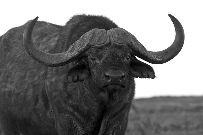 Addo Elephant Full Day Safari with a Traditional South African Braai (BBQ) Lunch - How the Guide Changes Everything (Stephen, Siya, Eddie, and More)