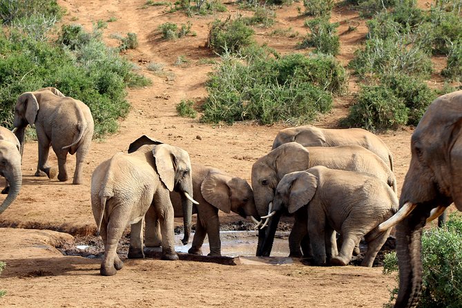 Addo Elephant National Park All Inclusive Full-Day Safari - Why Addo Elephant National Park Feels Worth a Full Day