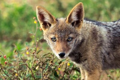 Addo Elephant National Park All Inclusive Full-Day Safari - Getting Picked Up: Port Elizabeth Convenience Without the Stress