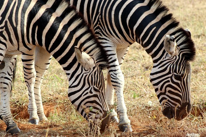Addo Elephant National Park All Inclusive Full-Day Safari - Lunch Inside the Park: Resting Your Eyes (and Your Feet)
