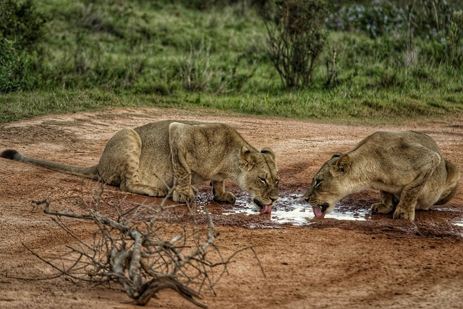 Addo Elephant National Park All Inclusive Full-Day Safari - The Second 3-Hour Game Drive: Big Five Dreams, Real-World Timing