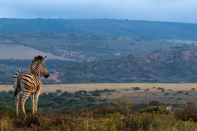 Addo Elephant National Park All Inclusive Full-Day Safari - Price and Value: What You’re Really Paying For
