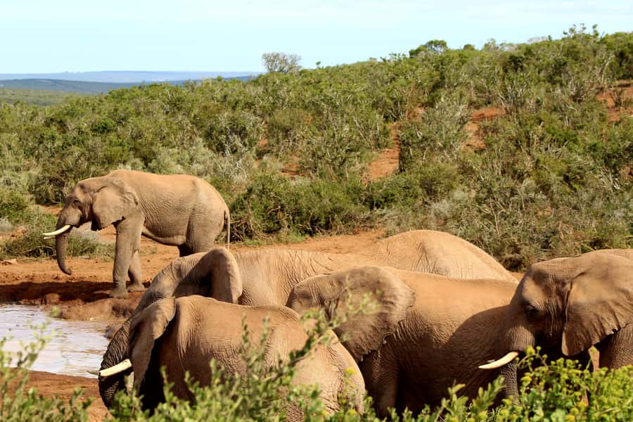 Addo Elephant National Park All Inclusive Full-Day Safari - What to Bring for a Comfortable Day in Addo