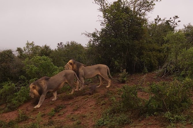 Addo Elephant National Park Full Day Safari - Key takeaways before you go