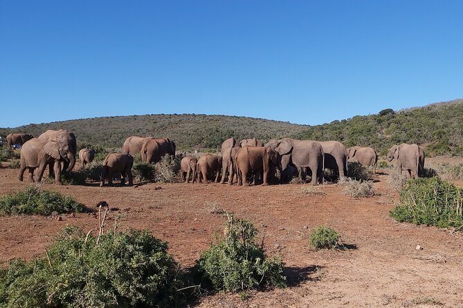 Addo Elephant National Park Full Day Safari - Addo in one day: what you truly gain