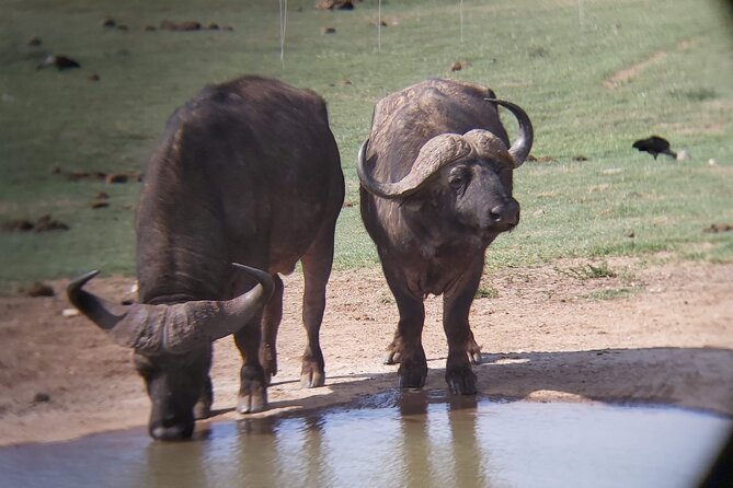 Addo Elephant National Park Full Day Safari - Your first game drive inside Addo Elephant National Park