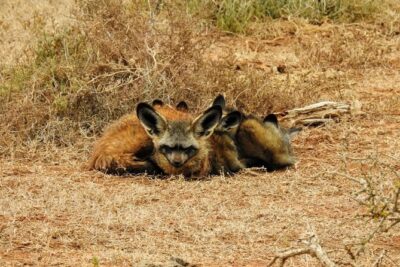 Addo Elephant National Park Full Day Safari - Getting from Port Elizabeth to the South Gate without stress