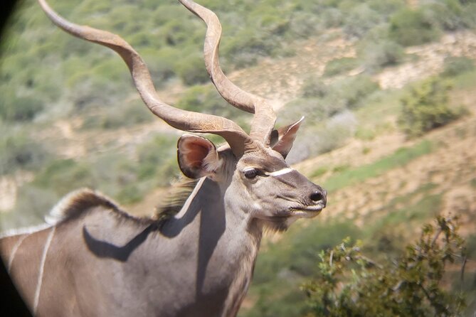 Addo Elephant National Park Full Day Safari - Mid-morning tea and coffee stops that actually help your day