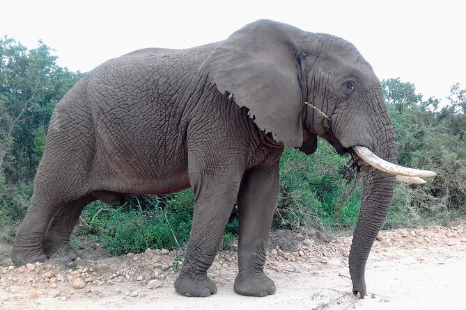 Addo Elephant National Park Full Day Safari - Lunch inside the park: the braai that turns a safari into a memory