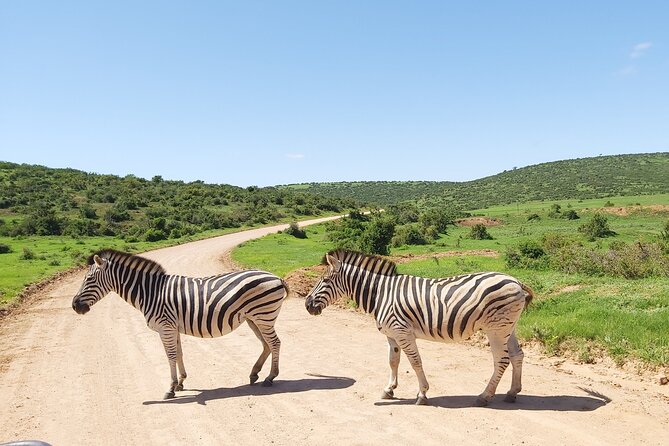 Addo Elephant National Park Full Day Safari - Guides and group size: why the “small” matters