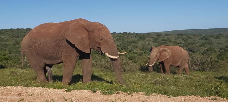 Addo Elephant National Park Full Day Safari with Braai Lunch - Key things I’d clock before you go