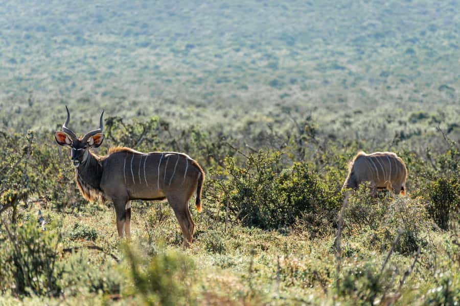 Addo Elephant National Park Full Day Safari with Braai Lunch - Transport, vehicle size, and how that affects your spotting