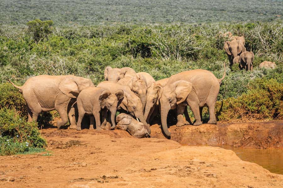 Addo Elephant National Park Full Day Safari with Braai Lunch - Southern Addo: the first 2-hour game drive and predator odds